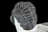 Detailed Austerops Trilobite - Excellent Specimen #108486-3